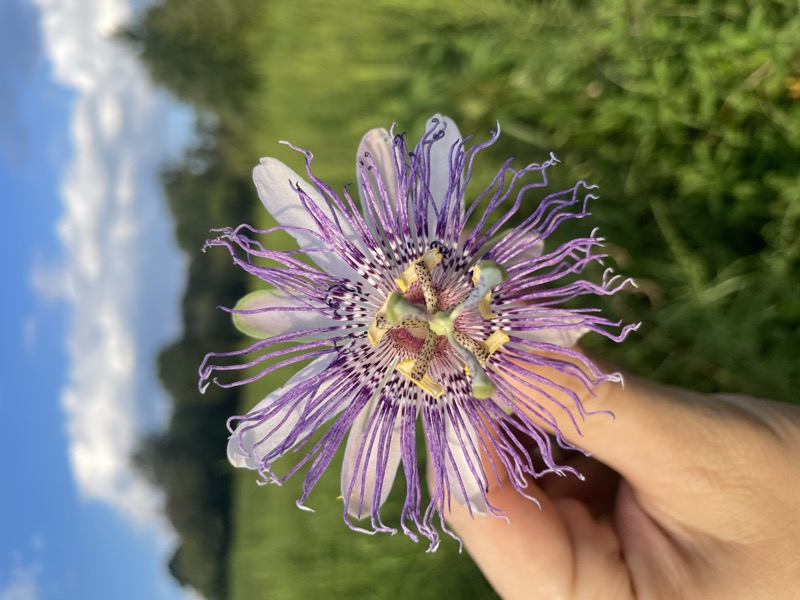 Passionflower